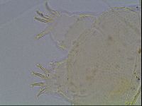 Echiniscus blumi image