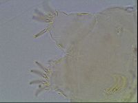 Echiniscus blumi image