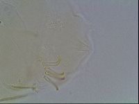 Echiniscus blumi image