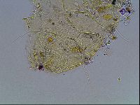 Echiniscus blumi image