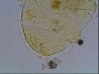 Echiniscus blumi image