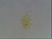 Echiniscus blumi image