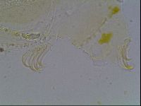 Echiniscus blumi image