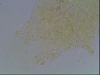 Echiniscus blumi image