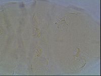Echiniscus blumi image