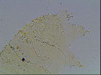 Echiniscus blumi image