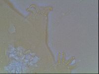 Echiniscus blumi image