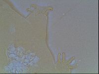 Echiniscus blumi image