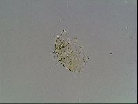 Echiniscus blumi image