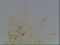 Echiniscus blumi image