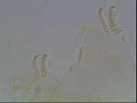 Echiniscus blumi image