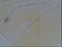 Echiniscus blumi image
