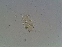 Echiniscus blumi image