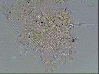 Echiniscus blumi image