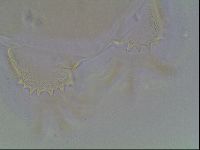 Echiniscus blumi image