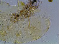 Echiniscus blumi image