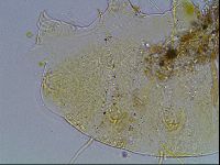 Echiniscus blumi image