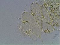 Echiniscus blumi image