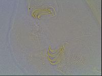 Echiniscus blumi image