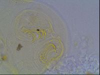 Echiniscus blumi image