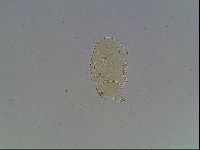 Echiniscus blumi image