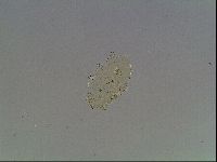 Echiniscus blumi image