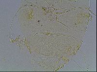 Echiniscus blumi image