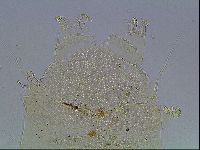 Echiniscus blumi image