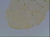 Echiniscus blumi image