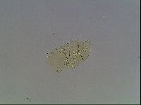 Echiniscus blumi image