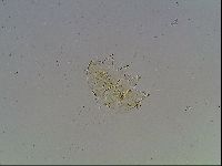 Echiniscus blumi image