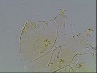 Echiniscus blumi image