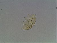 Echiniscus blumi image