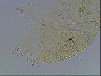 Echiniscus blumi image