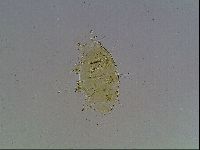 Echiniscus blumi image