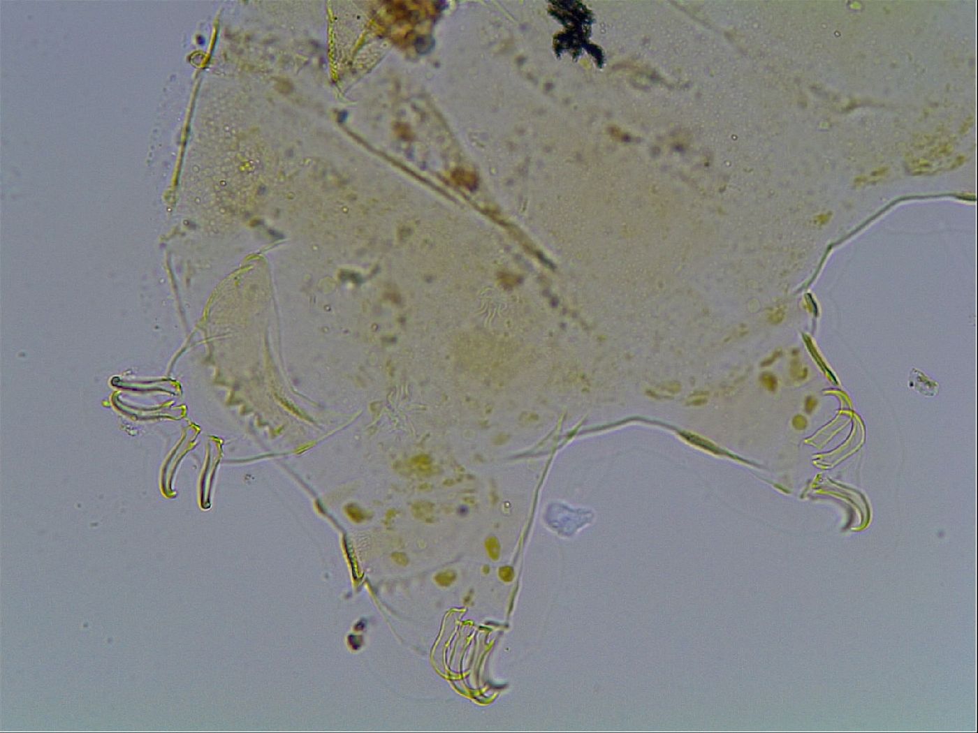 Echiniscus blumi image