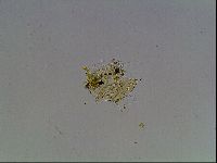 Echiniscus blumi image