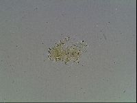 Echiniscus blumi image