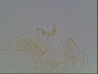 Echiniscus blumi image