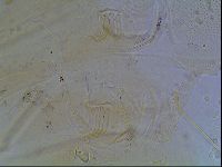 Echiniscus blumi image