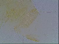 Echiniscus blumi image