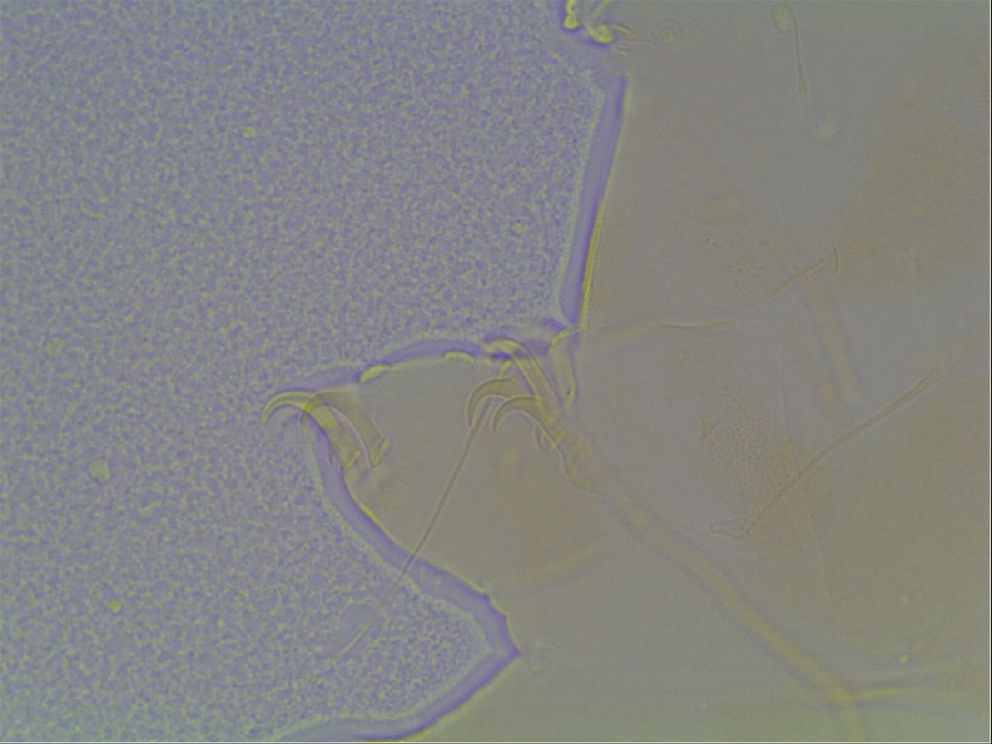 Echiniscus blumi image