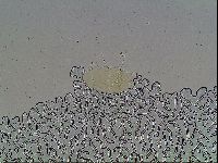 Echiniscus blumi image