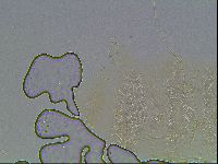 Echiniscus blumi image