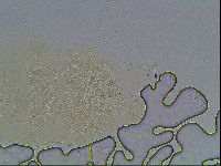 Echiniscus blumi image