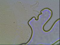 Echiniscus blumi image