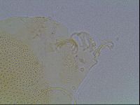 Echiniscus blumi image