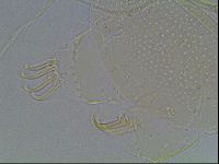 Echiniscus blumi image
