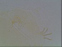 Echiniscus blumi image