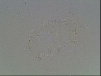 Echiniscus blumi image